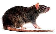 RATTO MARRONE